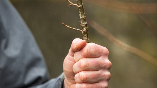Tree planting on the estate at Dinefwr, Carmarthenshire